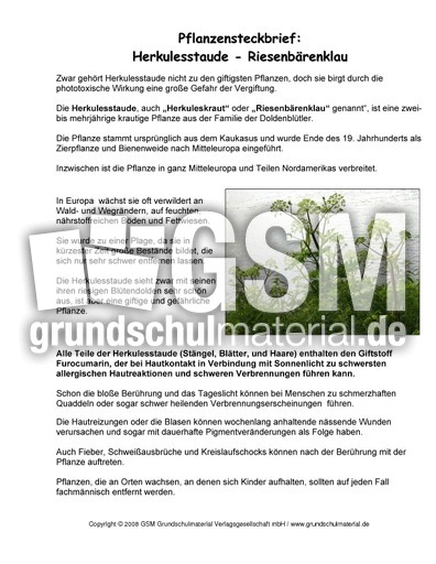 Steckbrief-Riesenbärenklau.pdf